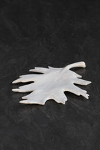 Feuille de Chêne