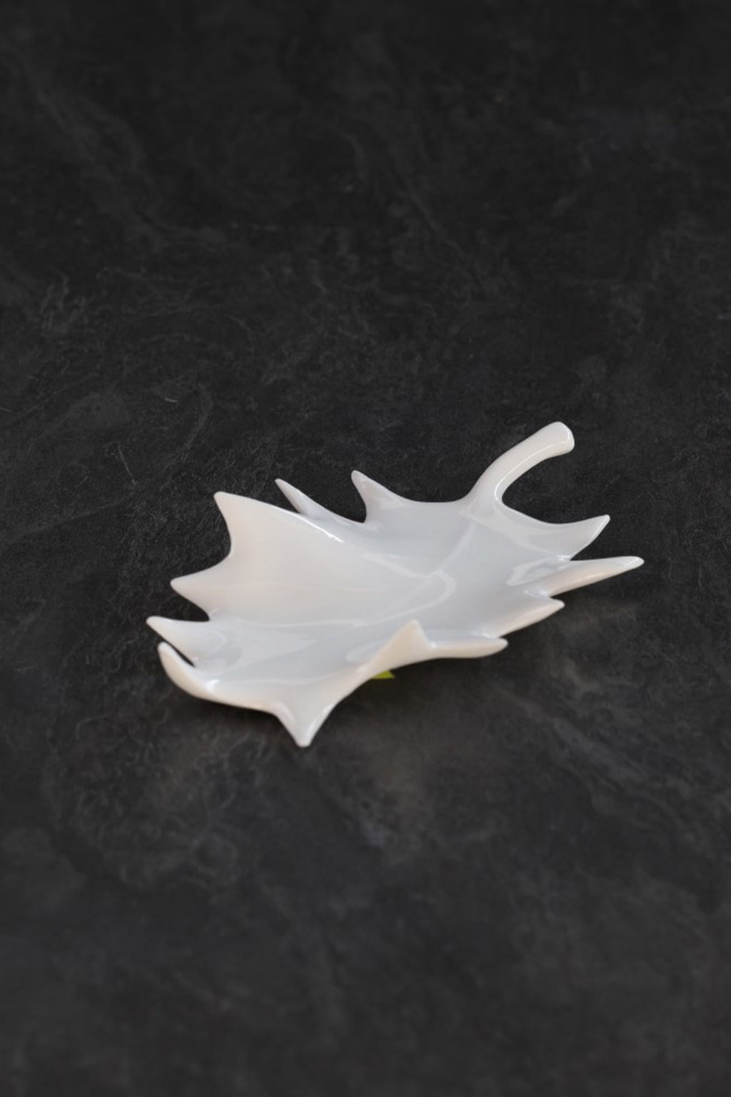 Feuille de Houx